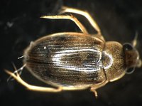 藏品(蚜蟲)的圖片